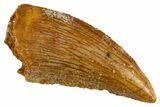 Serrated Raptor Tooth - Real Dinosaur Tooth #305503-1